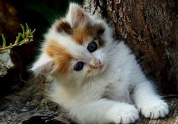 Image result for Cool Kitten Wallpaper