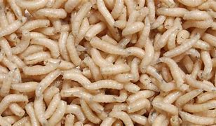 Image result for Maggot Worm