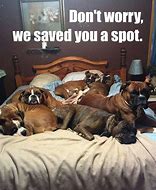 Image result for Dog in Bed Meme