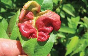 Image result for Identify Tree Disease Leaf Peach