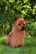 Image result for AKC Terrier Breeds