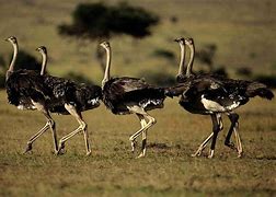 Image result for Ostriches Running