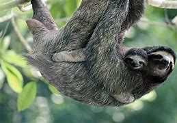 Image result for White Sloth Baby