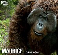 Image result for Maurice Monkey