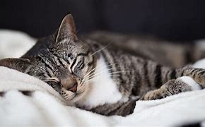 Image result for Black Grey Tabby Cat