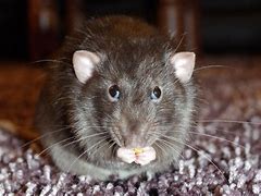 Image result for Rotating Rat