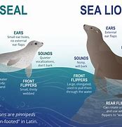 Image result for Seal or Sea Lion