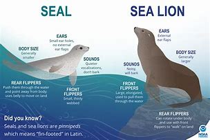 Image result for Without Seal