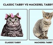 Image result for Classic Swirls Tabby