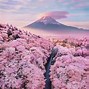 Image result for Cherry Blossom Characteristics