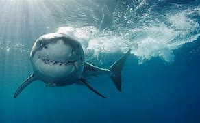 Image result for Great White Shark On Land