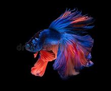 Image result for Blue Fish with Long Tail Fin