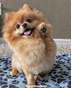 Image result for Grumpy Pomeranian