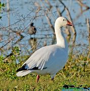 Image result for Arctic Snow Goose