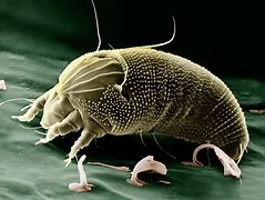 Image result for Kill Plant Mites