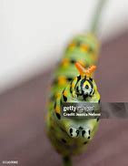 Image result for Caterpillar Tiger Swallowtail Pupa