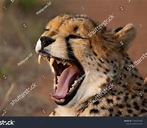 Image result for Danger Cheetah Teeth