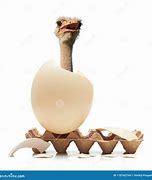 Image result for Ostrich Hatching