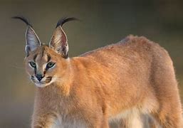 Image result for Caracal Cat Pet