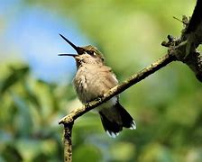 Image result for Bird Beak Open