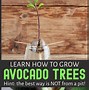 Image result for Avocado Tree in India