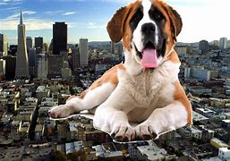 Image result for Giant St. Bernard Dogs