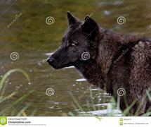 Image result for Wolf Side Rear View