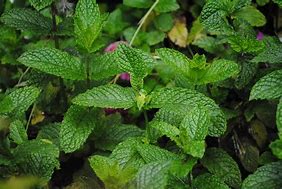 Image result for Mint Green with Turtle Leaves