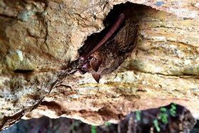 Image result for Mexican Free-Tailed Bat Photo