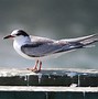 Image result for Tern