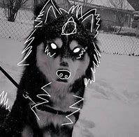 Image result for Husky Dog PFP