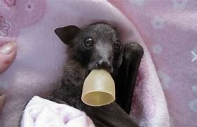 Image result for baby bat care