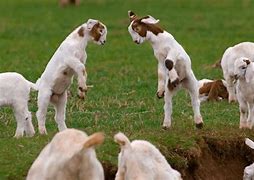 Image result for Funny Baby Goats