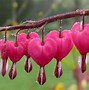 Image result for Rare Exotic Flowers Pink