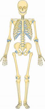 Image result for Skeletal System Anterior View Diagram