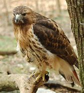 Image result for Hawk with Bird On Back