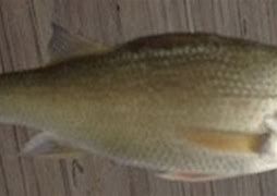 Image result for White Perch