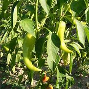 Image result for Organic Chilli Farming