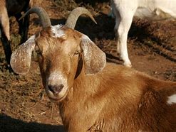 Image result for Male and Female Goat