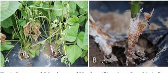 Image result for Sclerotium Rolfsii Soybean