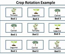 Image result for Crop Rotation