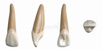 Image result for What Is a Lateral Tooth