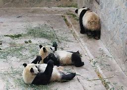 Image result for Panda Si Jia