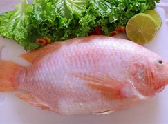 Image result for Red Tilapia Fish