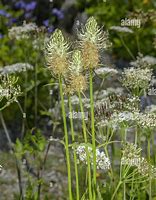 Image result for Spiked Rampion