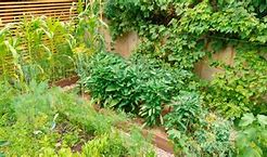 Image result for Backyard Homestead Design