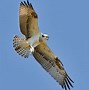 Image result for Osprey