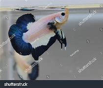 Image result for Blue Rim Betta Fish