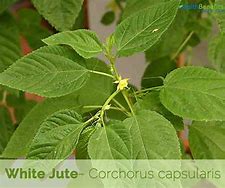 Image result for SW Jute