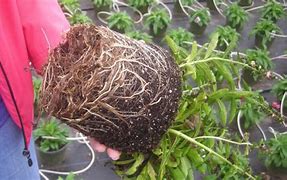 Image result for Plant Root Can Capture